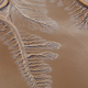 The Colorado River delta